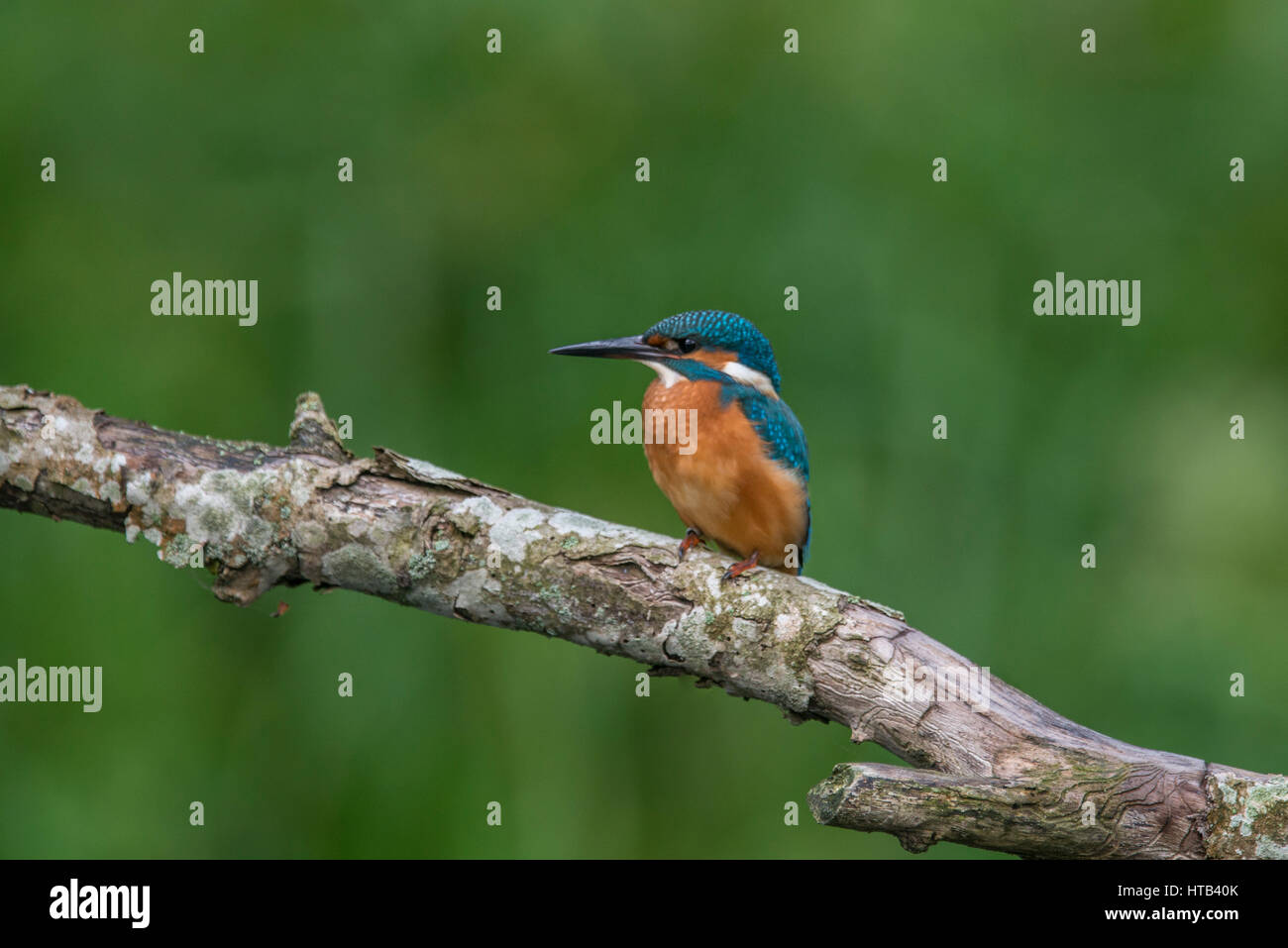 Kingfisher ( Alcedo atthis) alla ricerca del tesoro nell'acqua Foto Stock