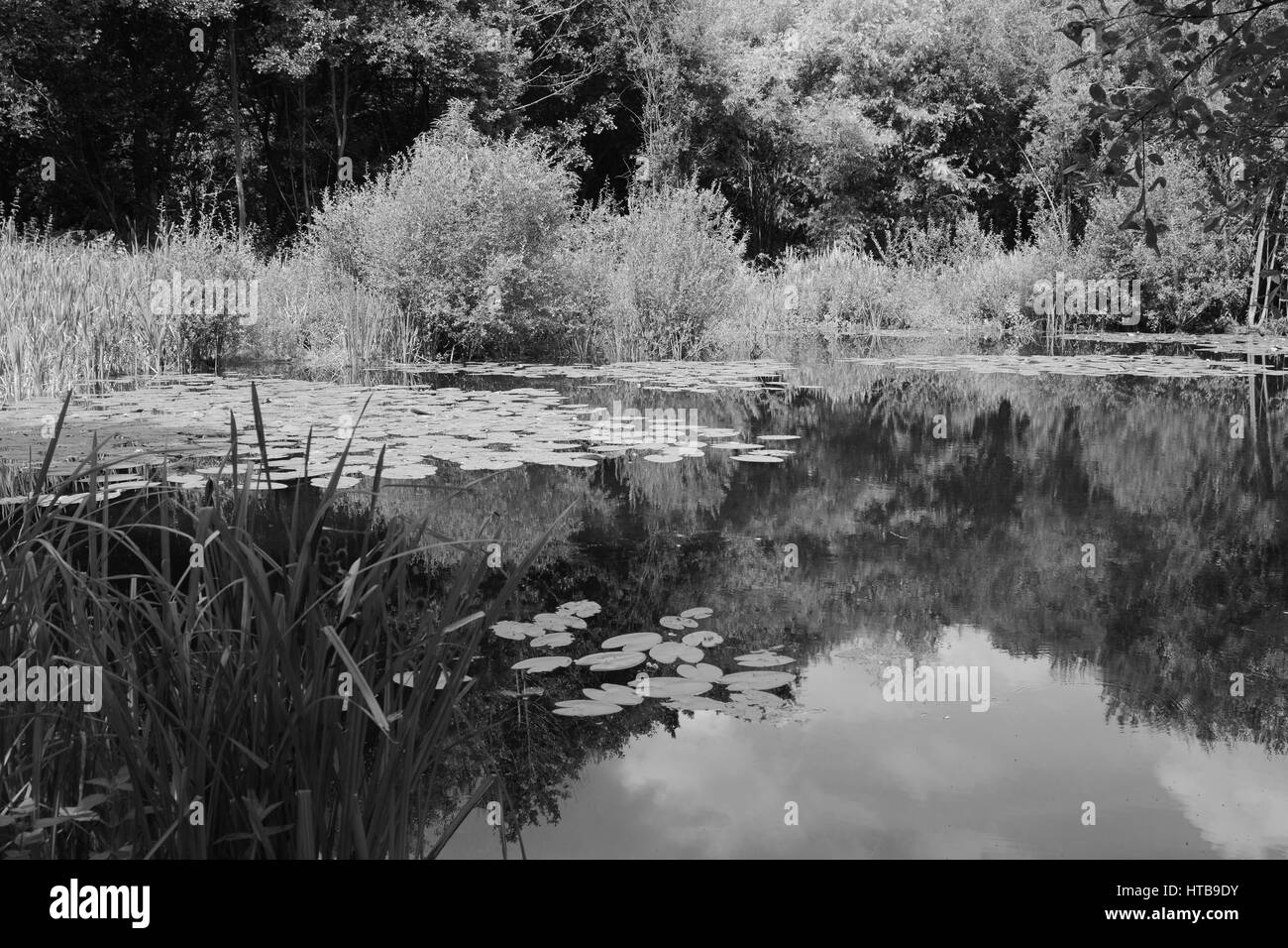 Lily Pond circondato da lussureggianti e acquatici bog piante e alberi. Dart Damselflies attraverso la superficie dell'acqua. Foto Stock