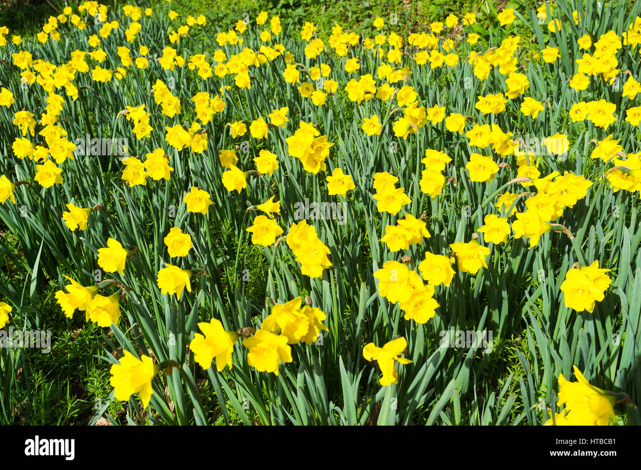 Giunchiglie (Narcissus) cresce in un gruppo di grandi dimensioni in un prato nel Devon, in Inghilterra. Foto Stock