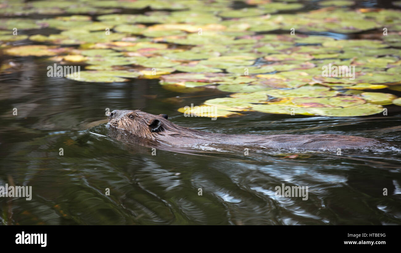 Un castoro nuotare in un stagno nr coregoni cade, Distretto di Sudbury, Ontario, Canada Foto Stock