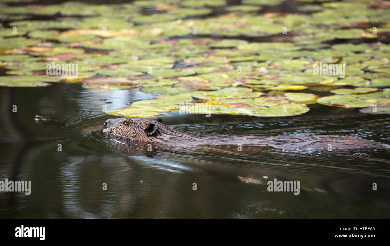 Un castoro nuotare in un stagno nr coregoni cade, Distretto di Sudbury, Ontario, Canada Foto Stock