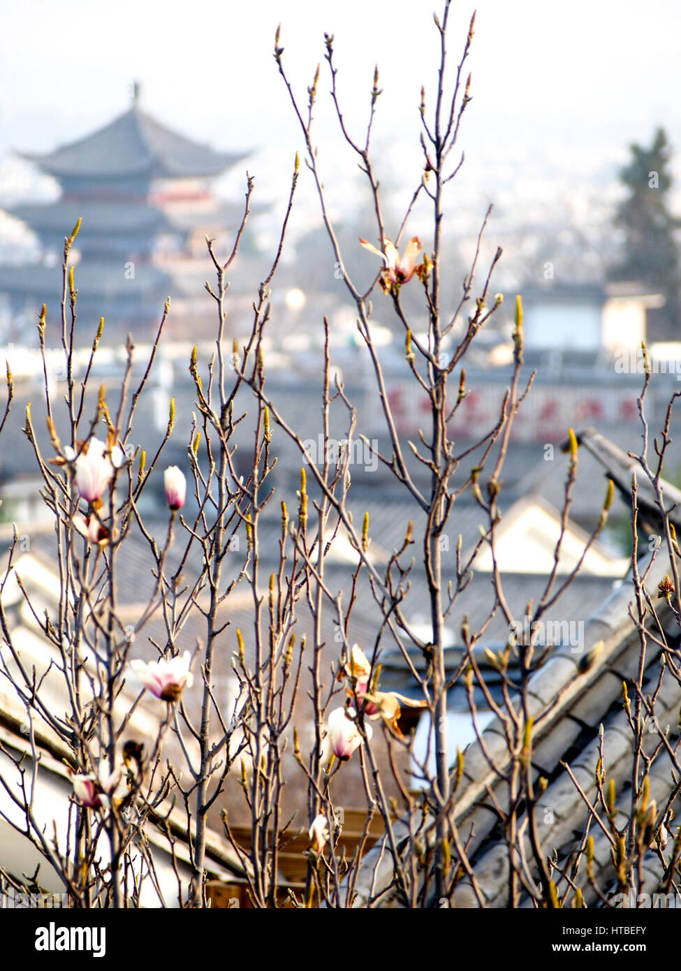 Un albero di magnolia in primo piano di una scena che mostra una torre tradizionale nella città vecchia di Dali, Cina. Foto Stock