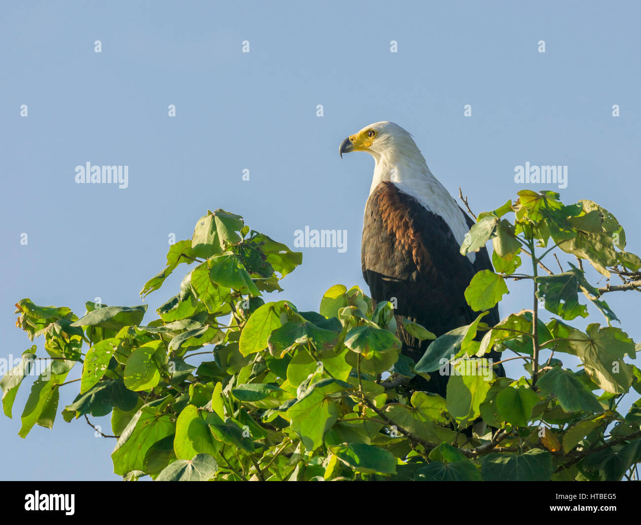 African fish eagle (Haliaeetus vocifer), Saint Lucia, KwaZulu-Natal, Sud Africa Foto Stock