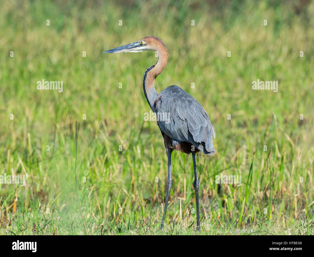 Airone rosso (Ardea purpurea), Kosi bay Riserva Naturale, iSimangaliso Wetland Park, KwaZulu-Natal, Sud Africa Foto Stock