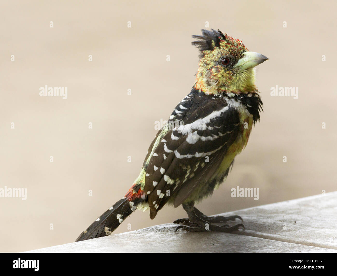 Crested barbet (Trachyphonus vaillantii) sulla parete, Letaba Camp, Kruger NP, Limpopo, Sud Africa Foto Stock