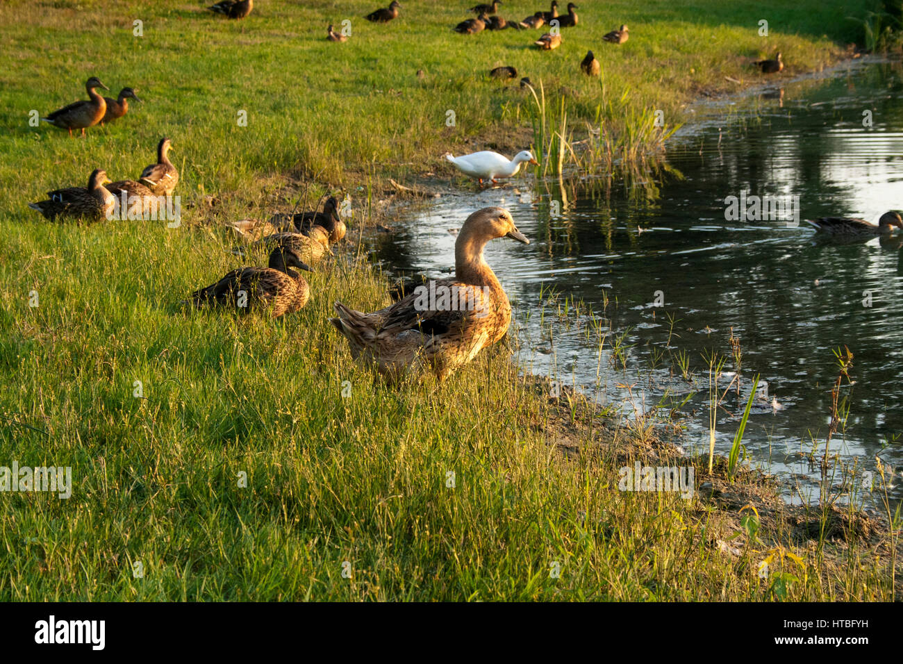 Una famiglia di anatre lungo un stagno di riva Foto Stock