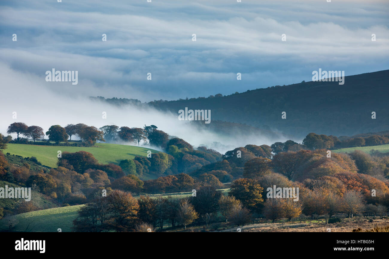 La nebbia in Bagley Combe all'alba, Stoke Pero comune, Parco Nazionale di Exmoor, Somerset, Inghilterra, Regno Unito Foto Stock La nebbia in Bagley Combe all'alba, Stoke Pero comune, Parco Nazionale di Exmoor, Somerset, Inghilterra, Regno Unito Foto Stock