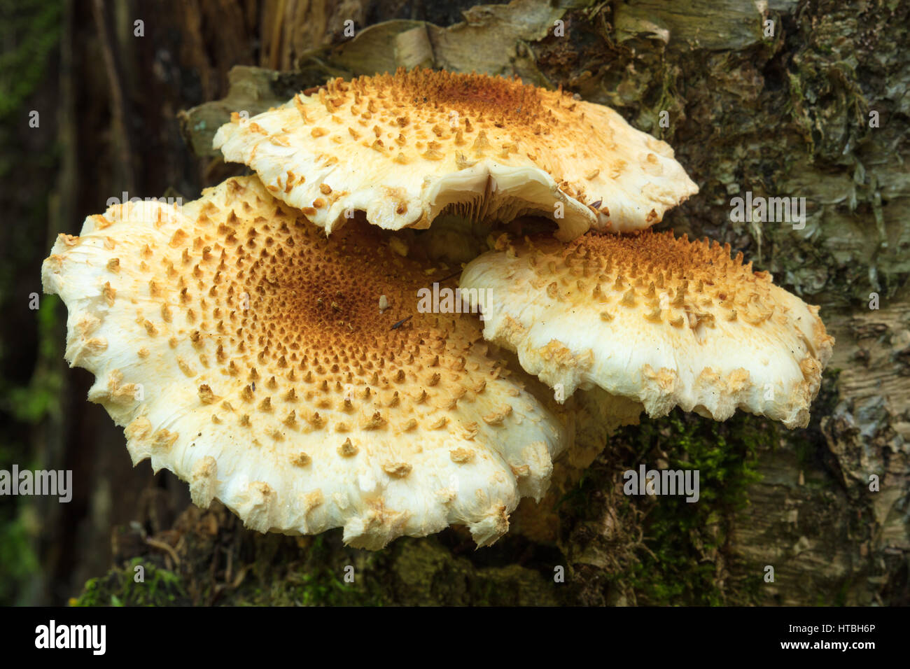 Funghi nei boschi vicino al lago di grazia, Killarney Provincial Park, Ontario, Canada Foto Stock