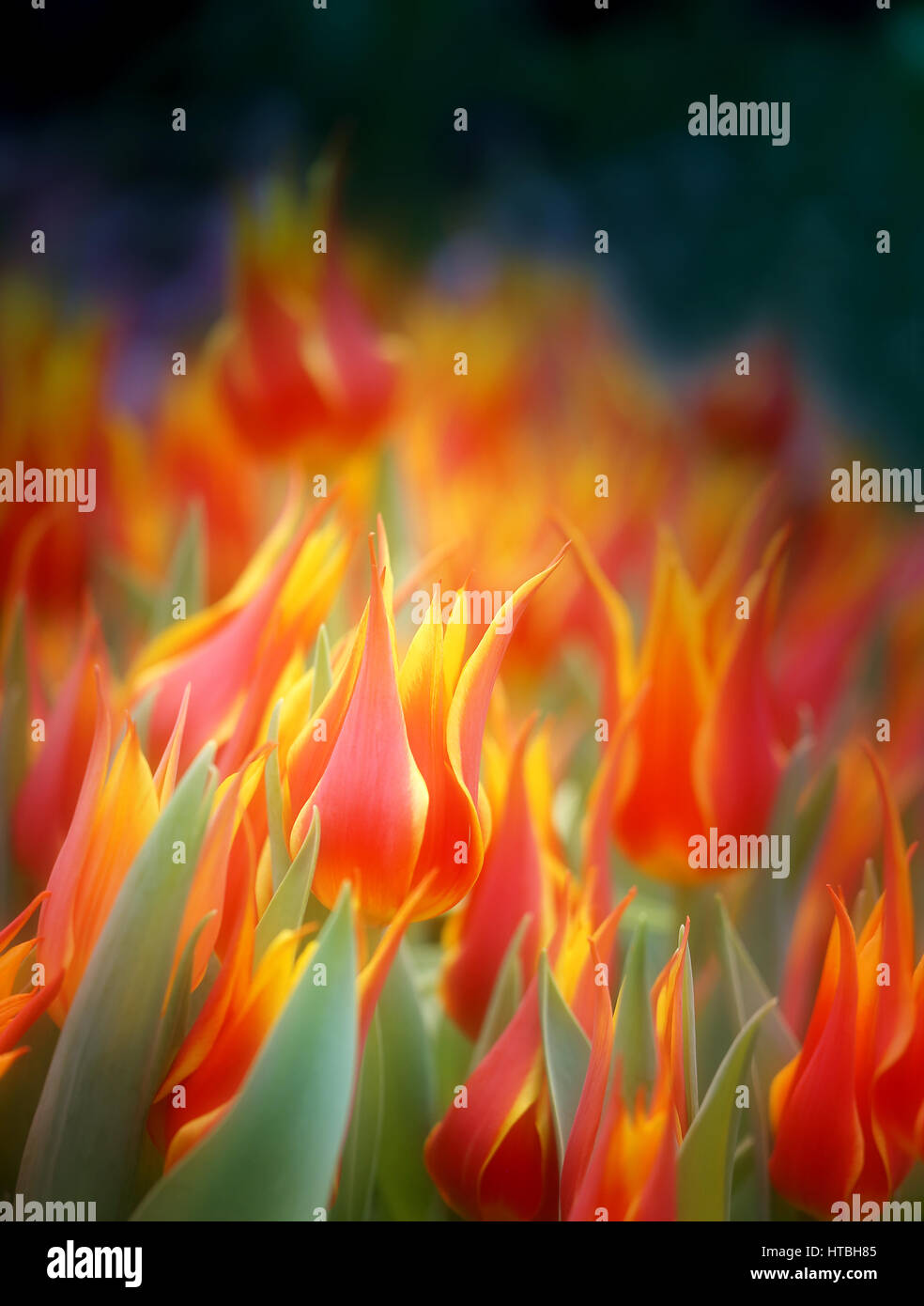 Foto di bright bella fiery tulipani nel parco Foto Stock