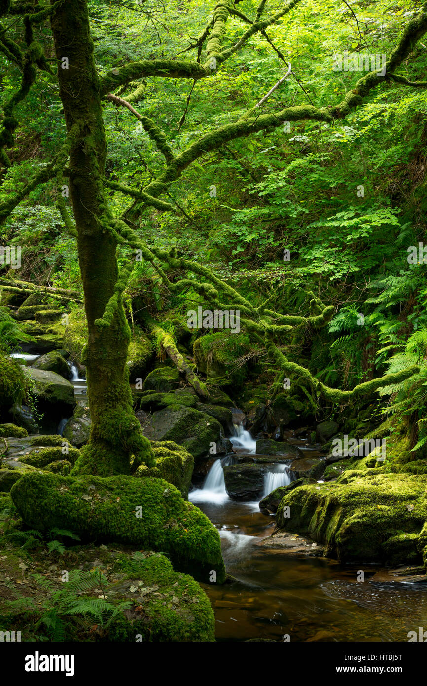 Di seguito Stream Torc cascate, Parco Nazionale di Killarney, nella contea di Kerry, Irlanda Foto Stock