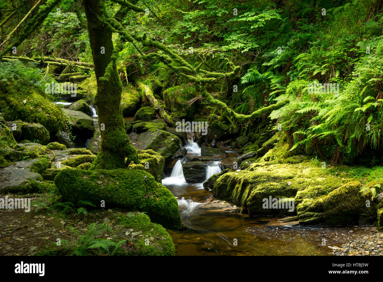 Di seguito Stream Torc cascate, Parco Nazionale di Killarney, nella contea di Kerry, Irlanda Foto Stock