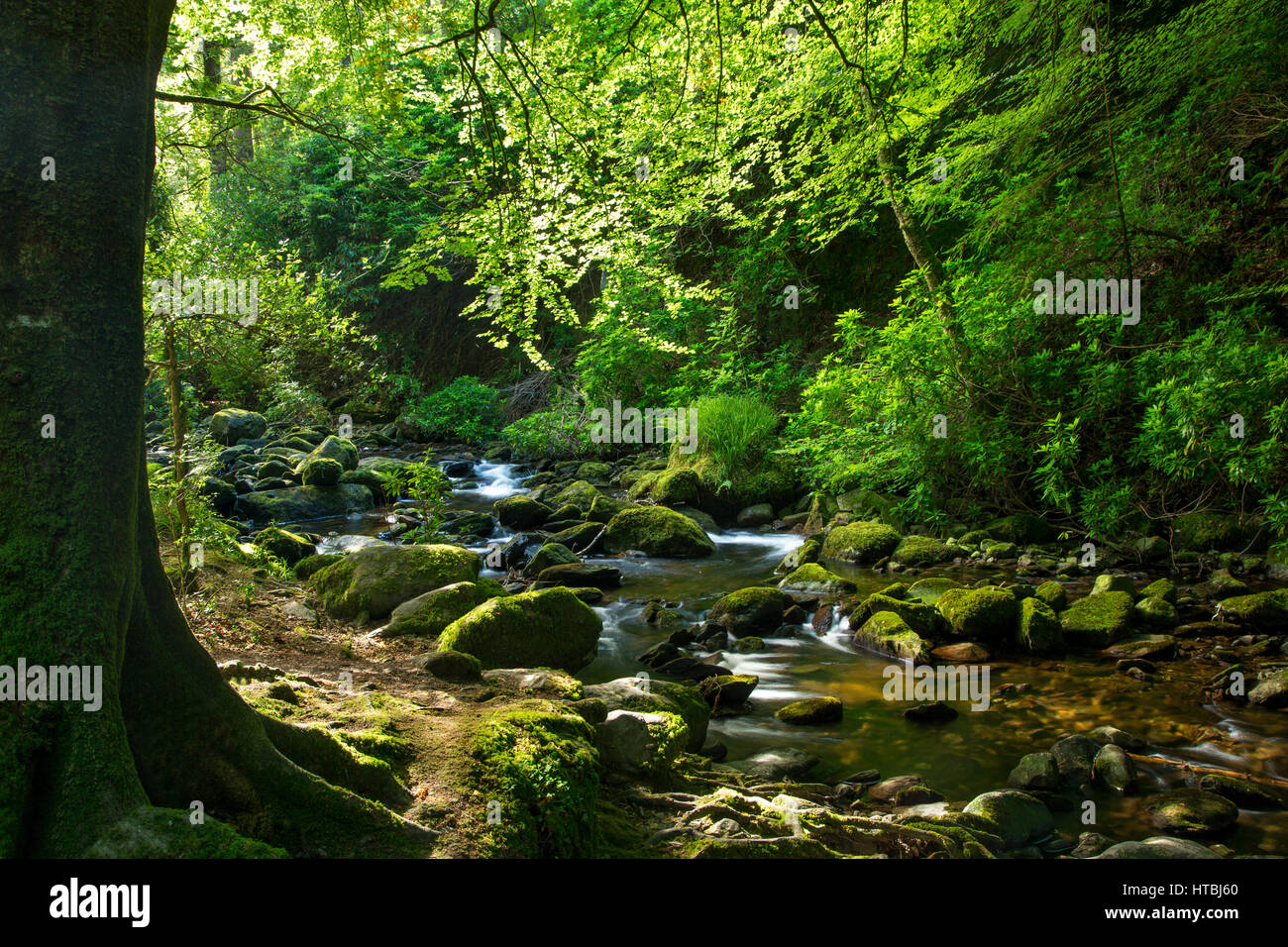 Di seguito Stream Torc cascate, Parco Nazionale di Killarney, nella contea di Kerry, Irlanda Foto Stock