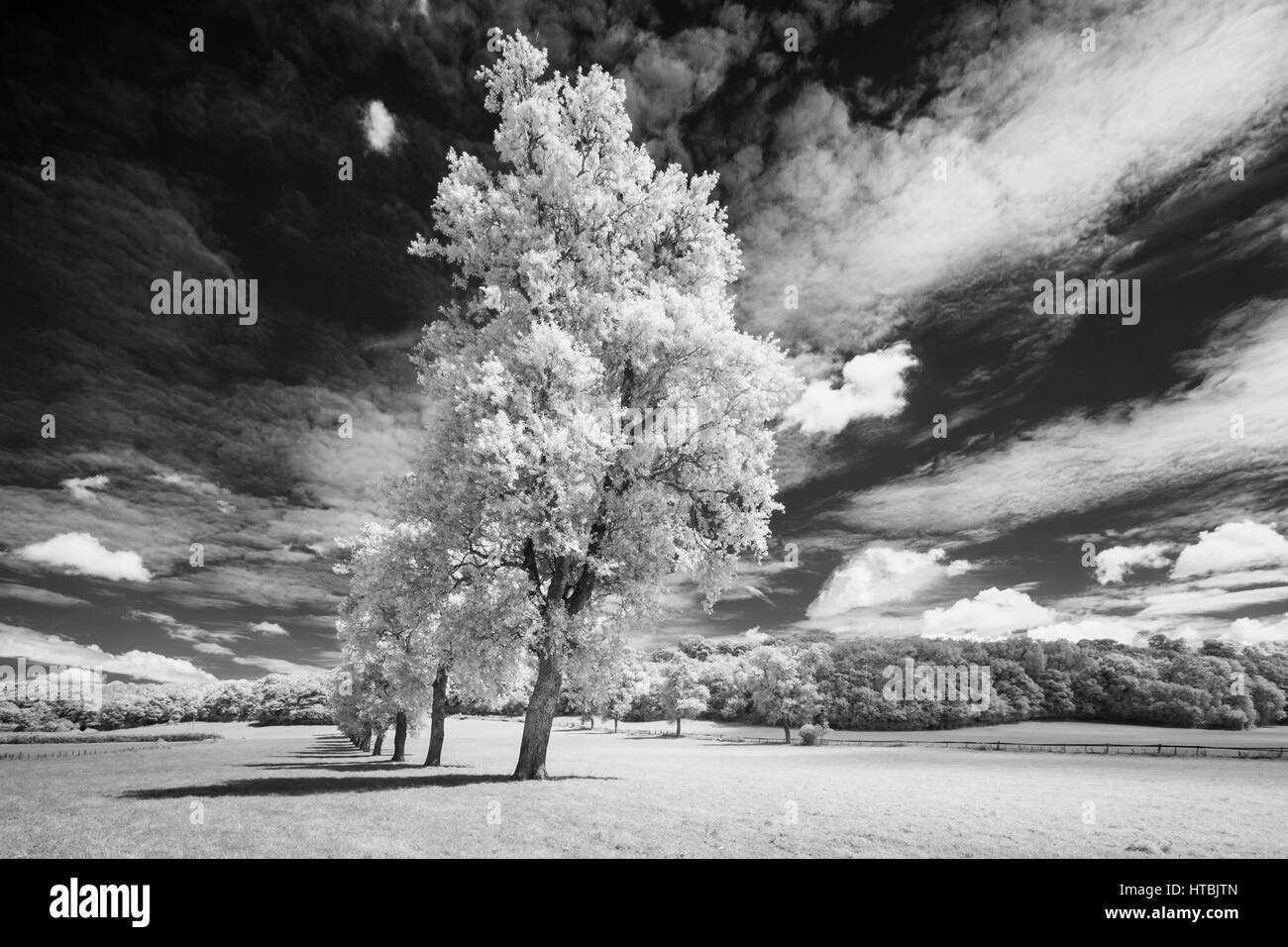 B & W, alberi lungo il galoppo Milborne Port, Somerset, Inghilterra, Regno Unito Foto Stock