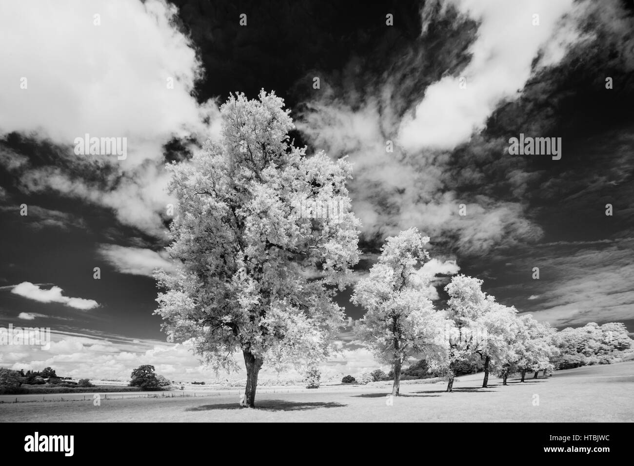 Alberi lungo il galoppo Milborne Port, Somerset, Inghilterra, Regno Unito Foto Stock