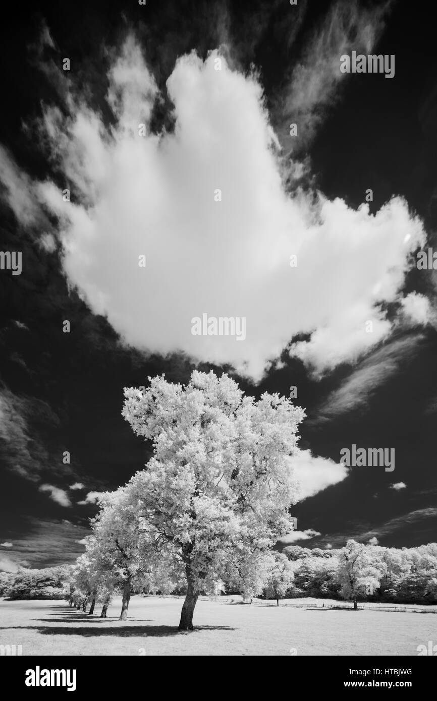 Alberi lungo il galoppo Milborne Port, Somerset, Inghilterra, Regno Unito Foto Stock