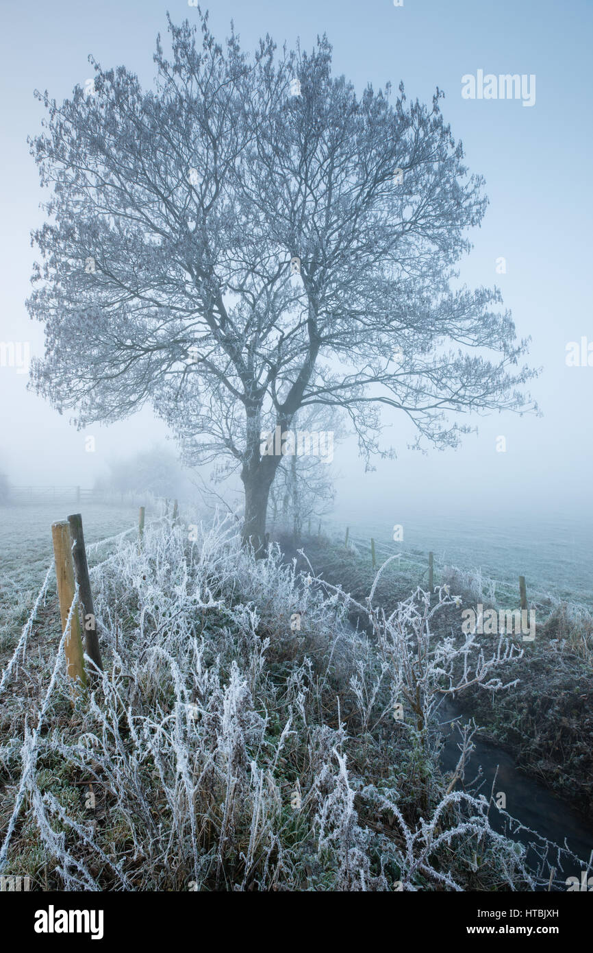 Una nebbiosa frosty tree all'alba, Kingsbury, Milborne Port, Somerset, Inghilterra, Regno Unito Foto Stock
