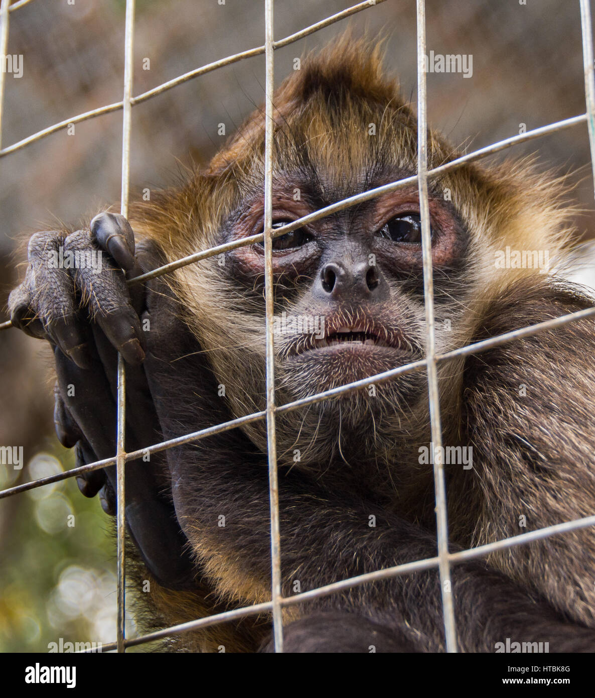 Spider Monkey in gabbia di fili Foto Stock