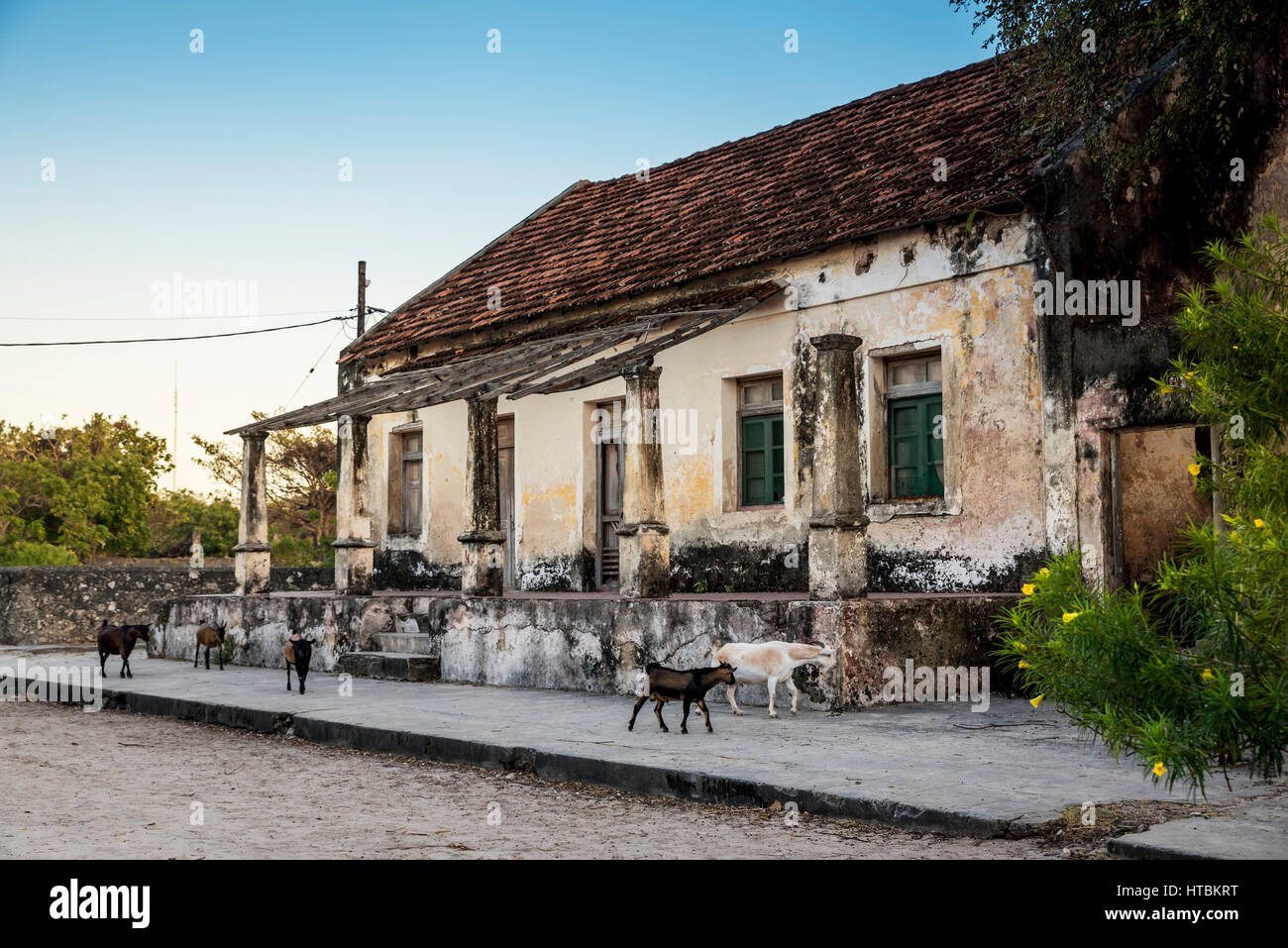 Capre a piedi giù per la strada a Ibo Island, Quirimbas National Park; Cabo Delgado, Mozambico Foto Stock