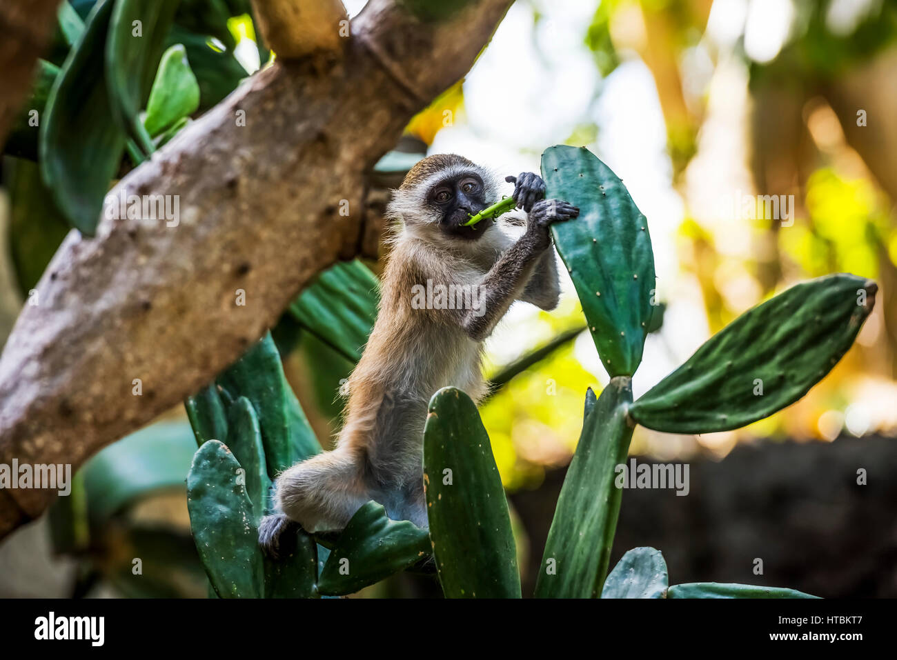 Samango monkey (Cercopithecus albogularis) noto anche come Sykes scimmia in Ibo Island, Quirimbas National Park; Cabo Delgado, Mozambico Foto Stock
