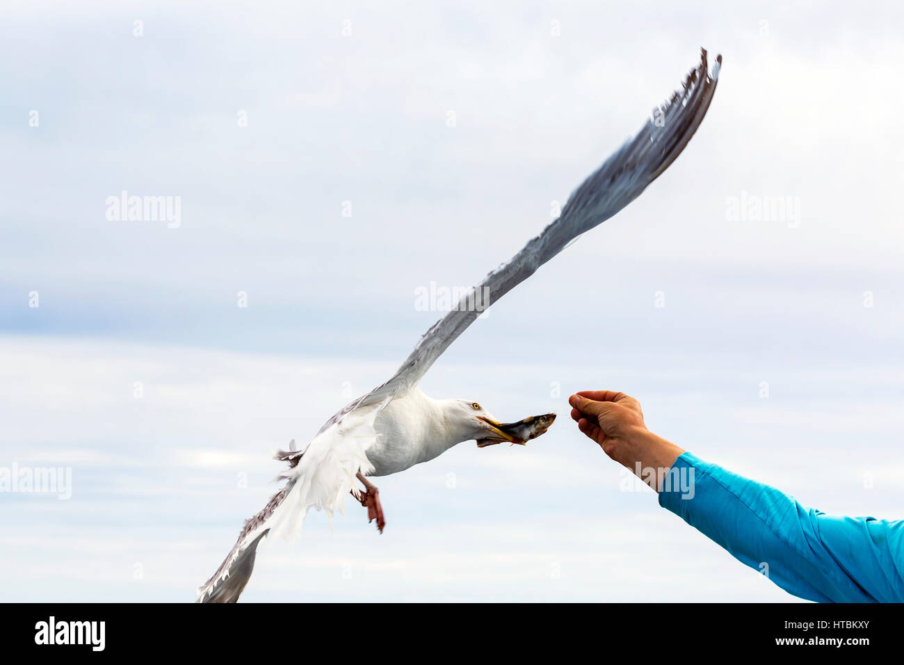 Braccio maschio che si estende fuori dalla alimentazione di piccoli pesci di seagull in volo con nebuloso cielo blu in background; sigillare Cove, New Brunswick, Canada Foto Stock