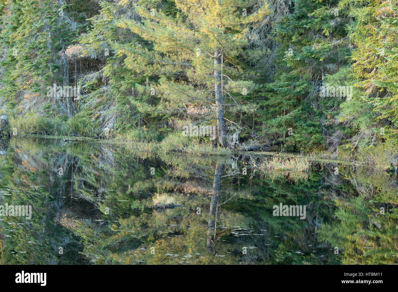Dawn, Wolf Howl stagno, Algonquin Provincial Park, Ontario, Canada Foto Stock