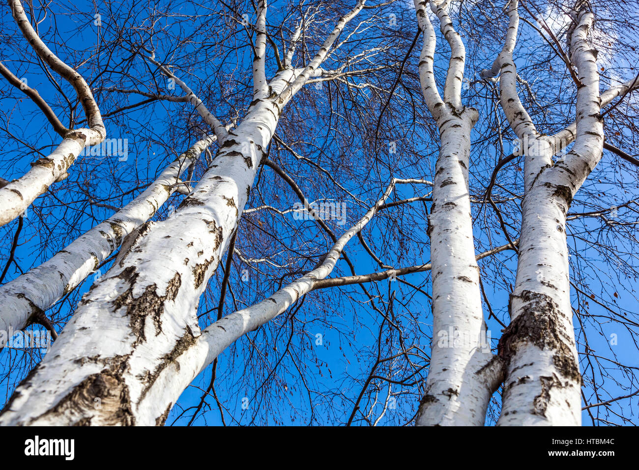 Betula pendula East Asian bianco betulla alberi, argento betulla o warty betulla alberi, bianco betulla albero tronchi Foto Stock