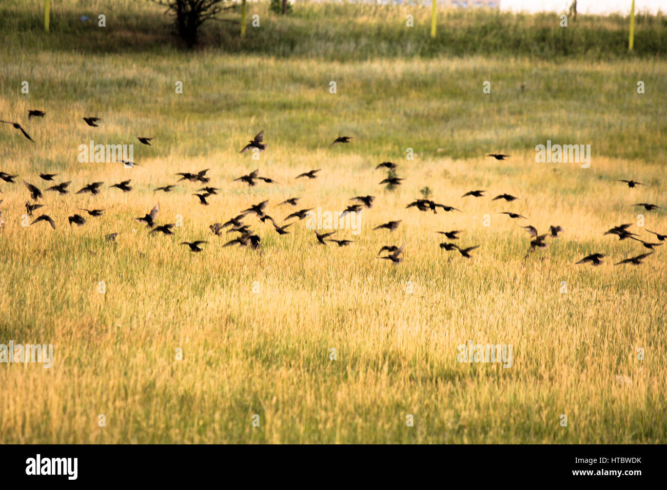 Foto di uno stormo di uccelli che vola al di sopra del potenziale di terra Foto Stock