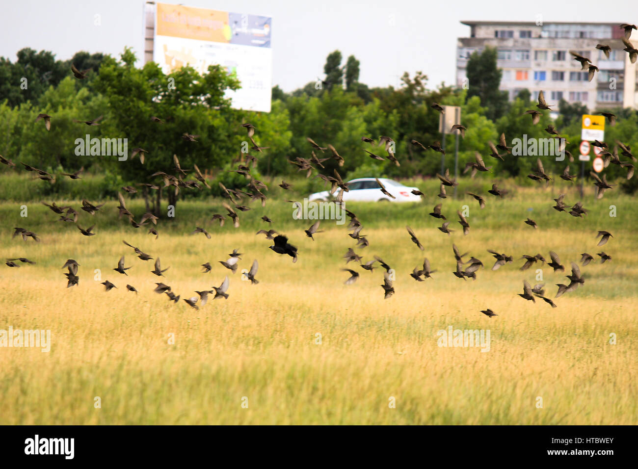 Foto di uno stormo di uccelli che vola al di sopra del potenziale di terra Foto Stock