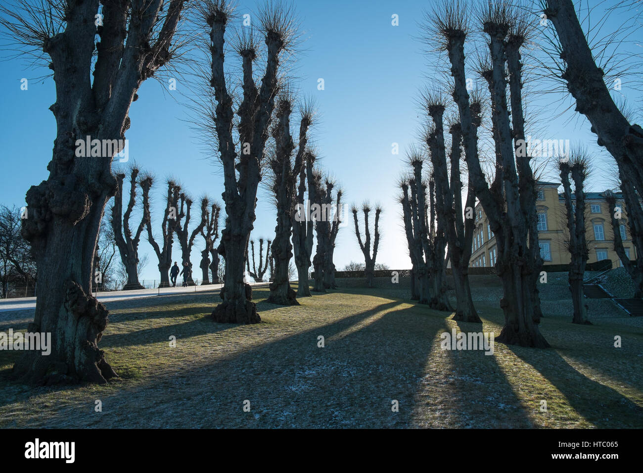 Linea di platani in inverno contro un cielo blu nei giardini di Frederiksberg, Copenaghen, Danimarca Foto Stock
