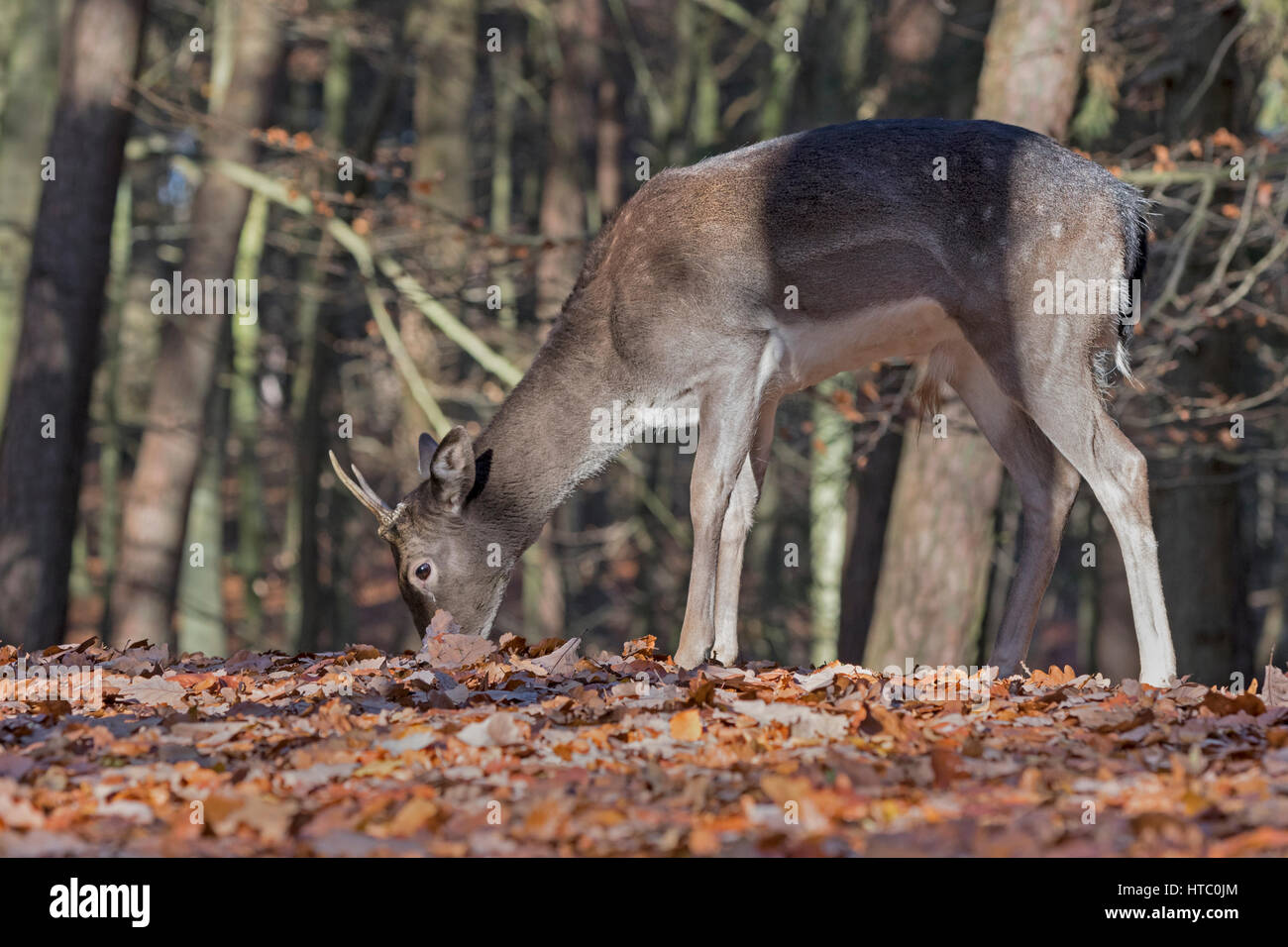 Giovane daino (Dama Dama) nella foresta, Schleswig-Holstein, Germania Foto Stock