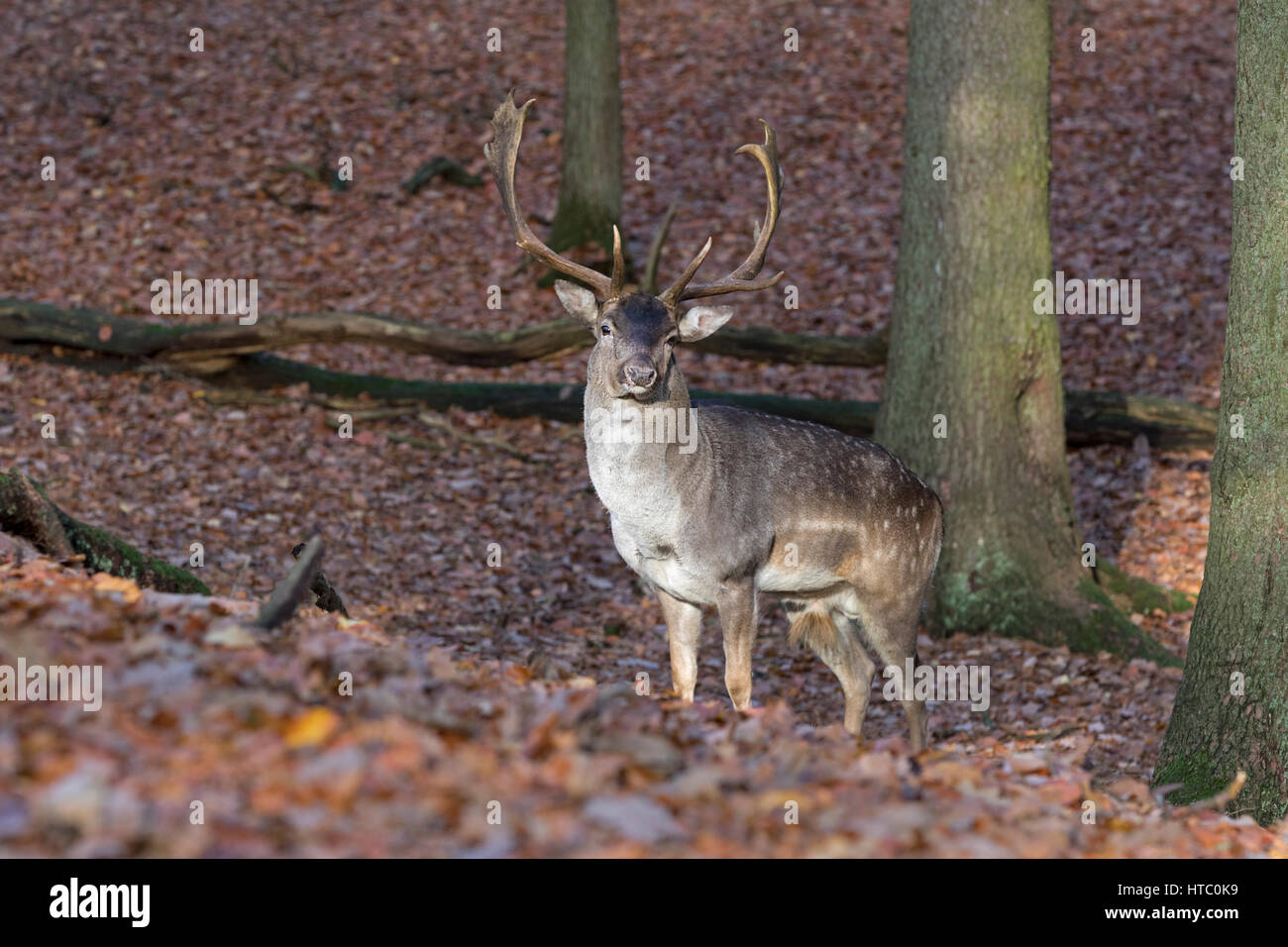 Daini (Dama Dama) nella foresta, Schleswig-Holstein, Germania, Europa Foto Stock