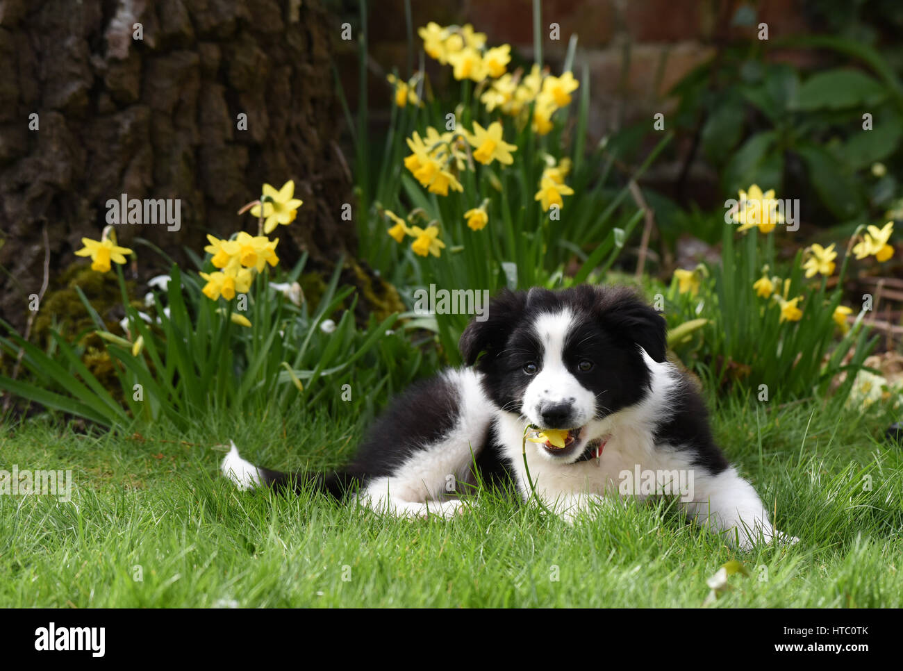 Carino Border Collie cucciolo di cane cani Foto Stock