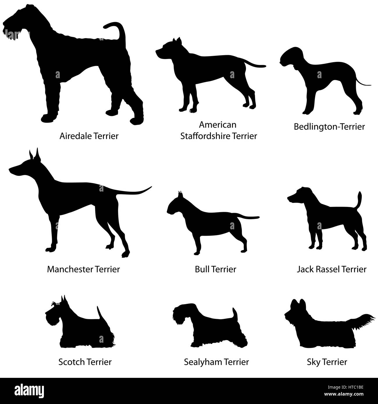 Set di cane. terrier collezione. cane di razza sagome vettoriali: airdale terrier, american staffordshire terrier, manchester terrier, bull terrier, jack ras Illustrazione Vettoriale