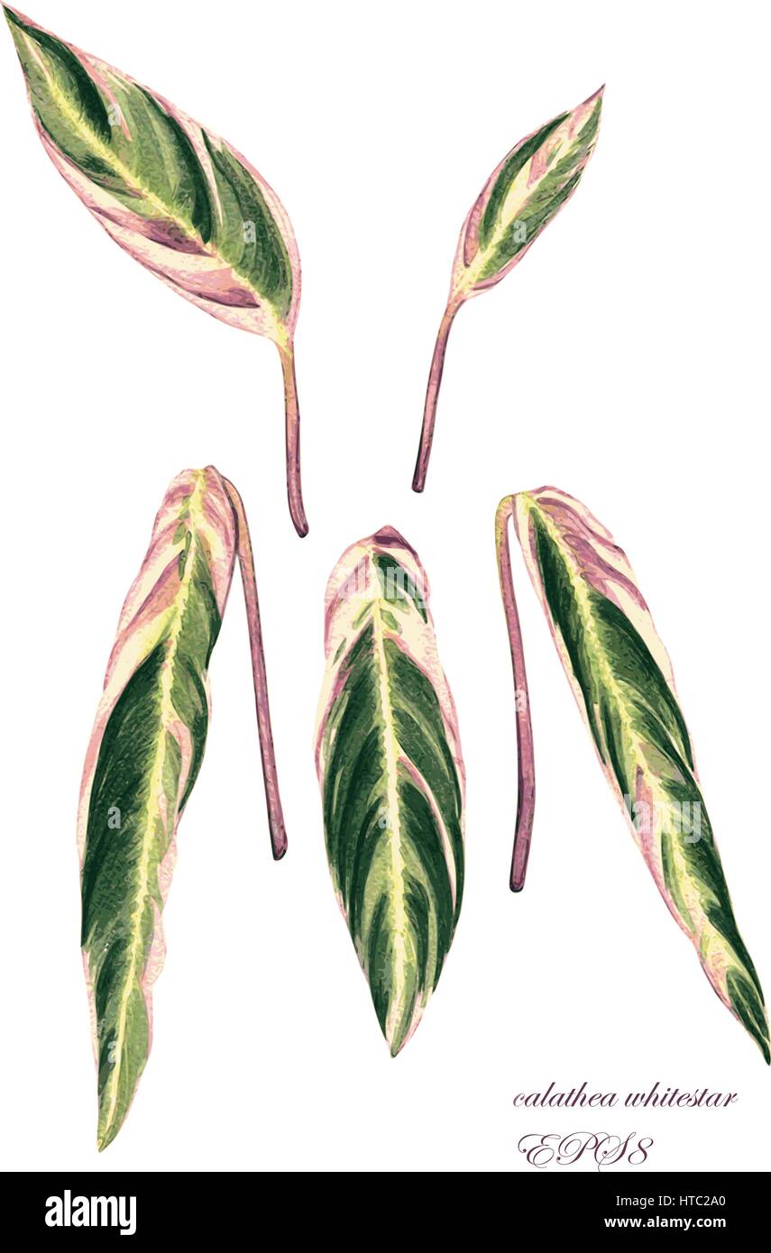 Exotic Calathea Triostar impianto. Acquerello fatti a mano illustrazione botanica, isolato su sfondo bianco. Per il vostro design. Illustrazione Vettoriale