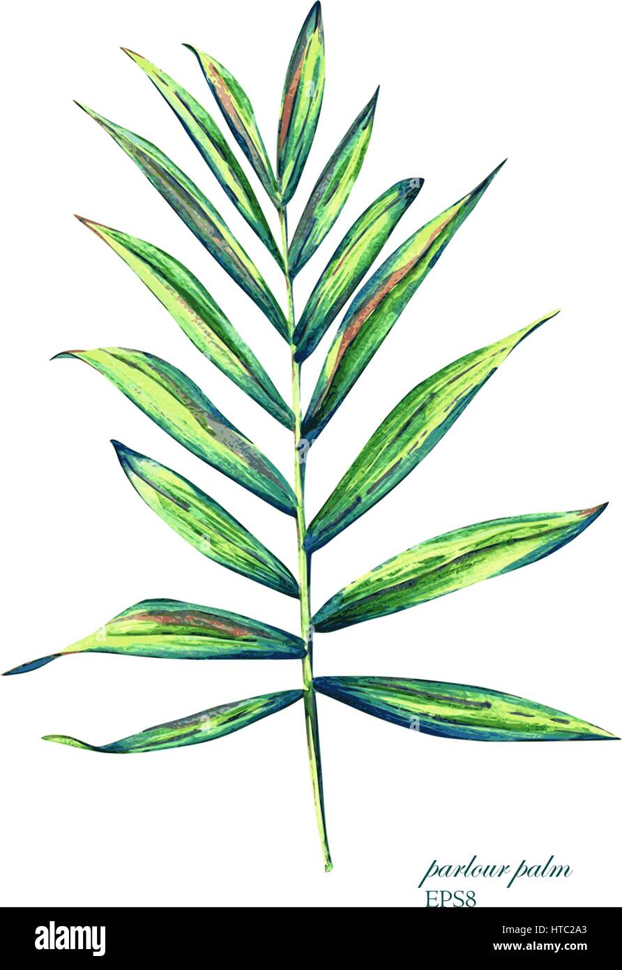 Dipinto a mano vector acquerello parlor palm. Illustrazione botanica di chamaedorea elegans foglia, isolati su sfondo bianco. Illustrazione Vettoriale