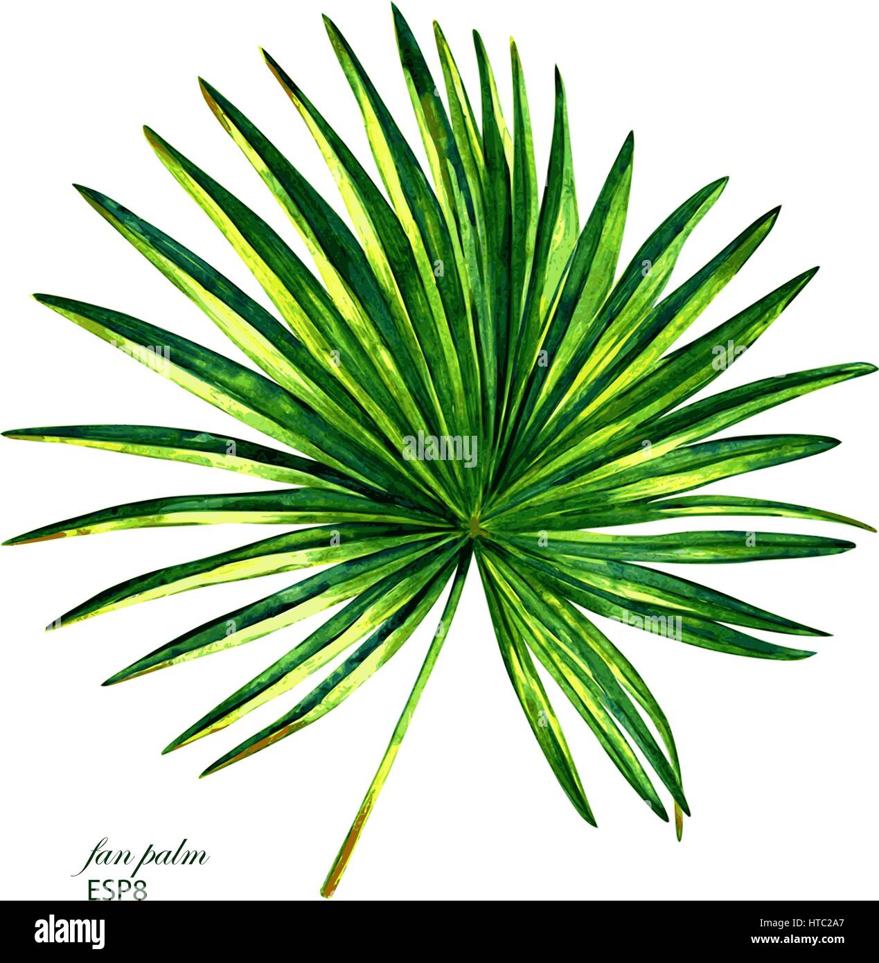 Dipinto a mano vector acquerello palmetto albero. Illustrazione botanica del ventaglio di foglie di palma, isolato su sfondo bianco. Illustrazione Vettoriale