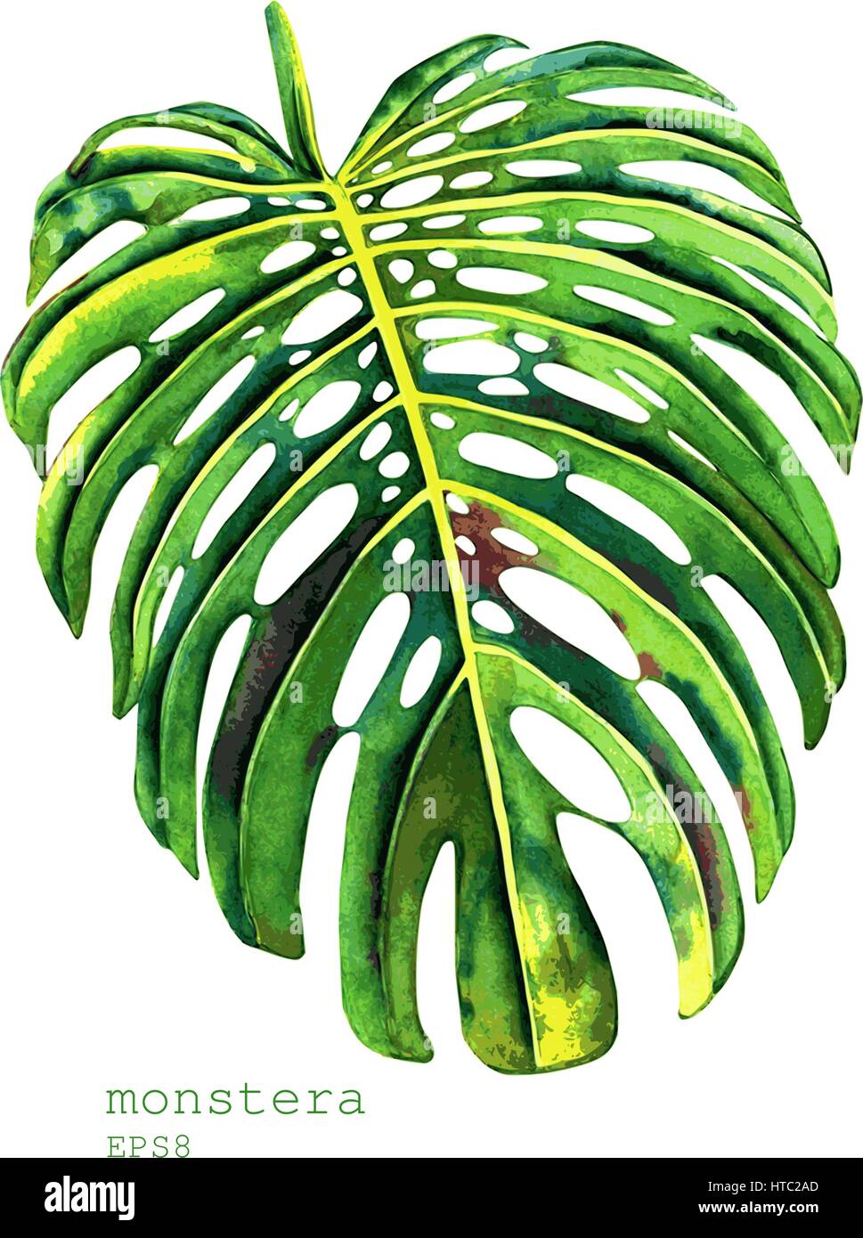 Dipinto a mano vector acquerello monstera foglia. Illustrazione botanica, isolato su sfondo bianco. Illustrazione Vettoriale