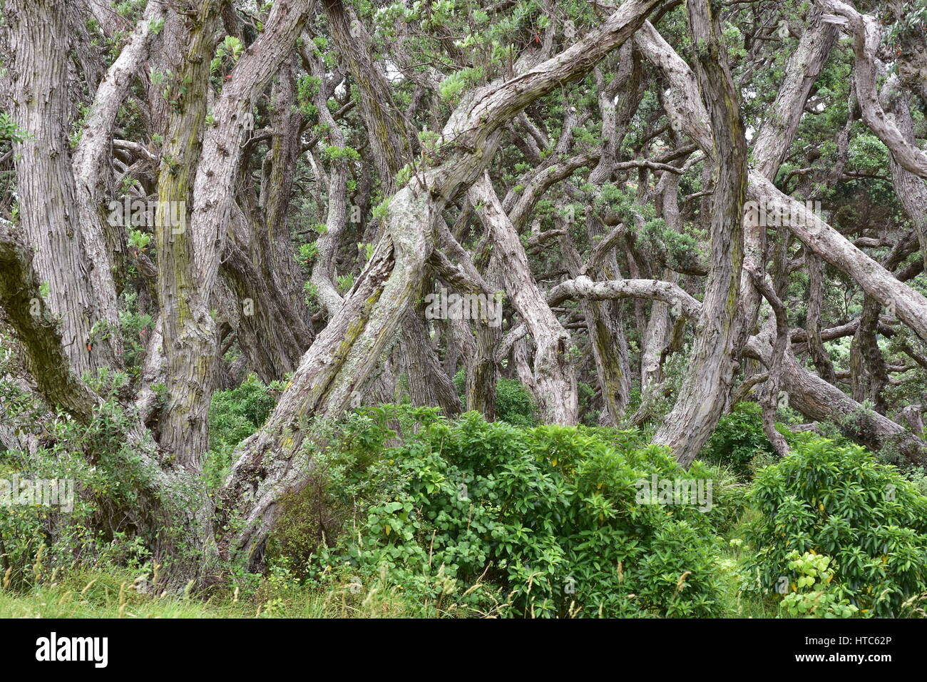 Linee dense di nativo alberi pohutukawa tra gli altri il verde della Nuova Zelanda. Foto Stock