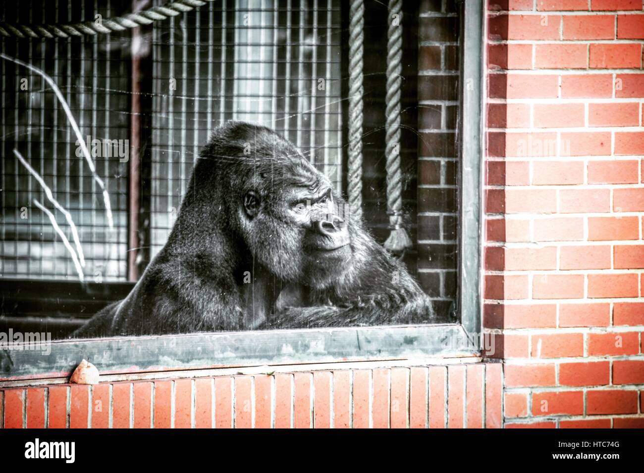 Western pianura gorilla prese presso lo Zoo Twycross in Leicestershire. Foto Stock