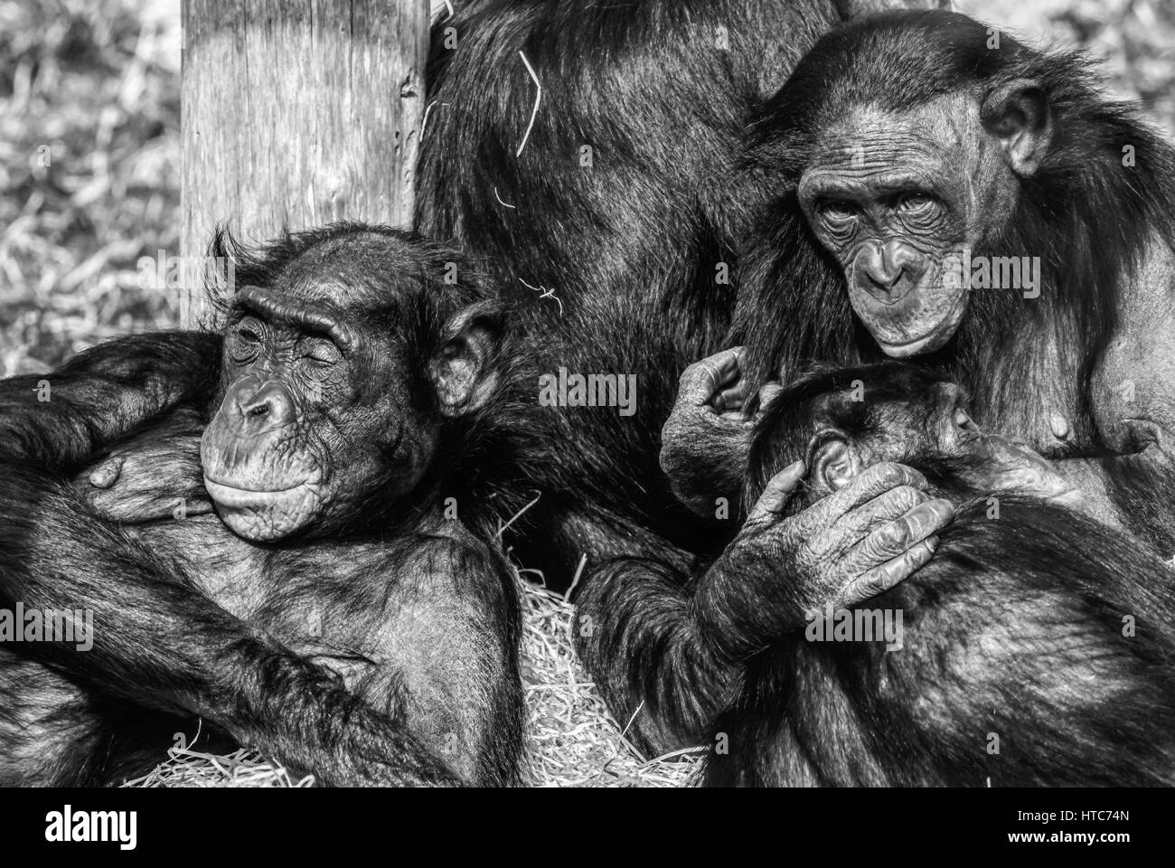 Bonobos, lo Zoo Twycross Foto Stock