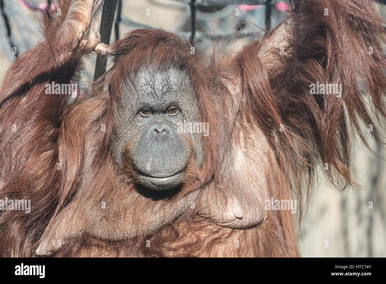 Orangutan, Tywcross Zoo, Leicestershire Foto Stock