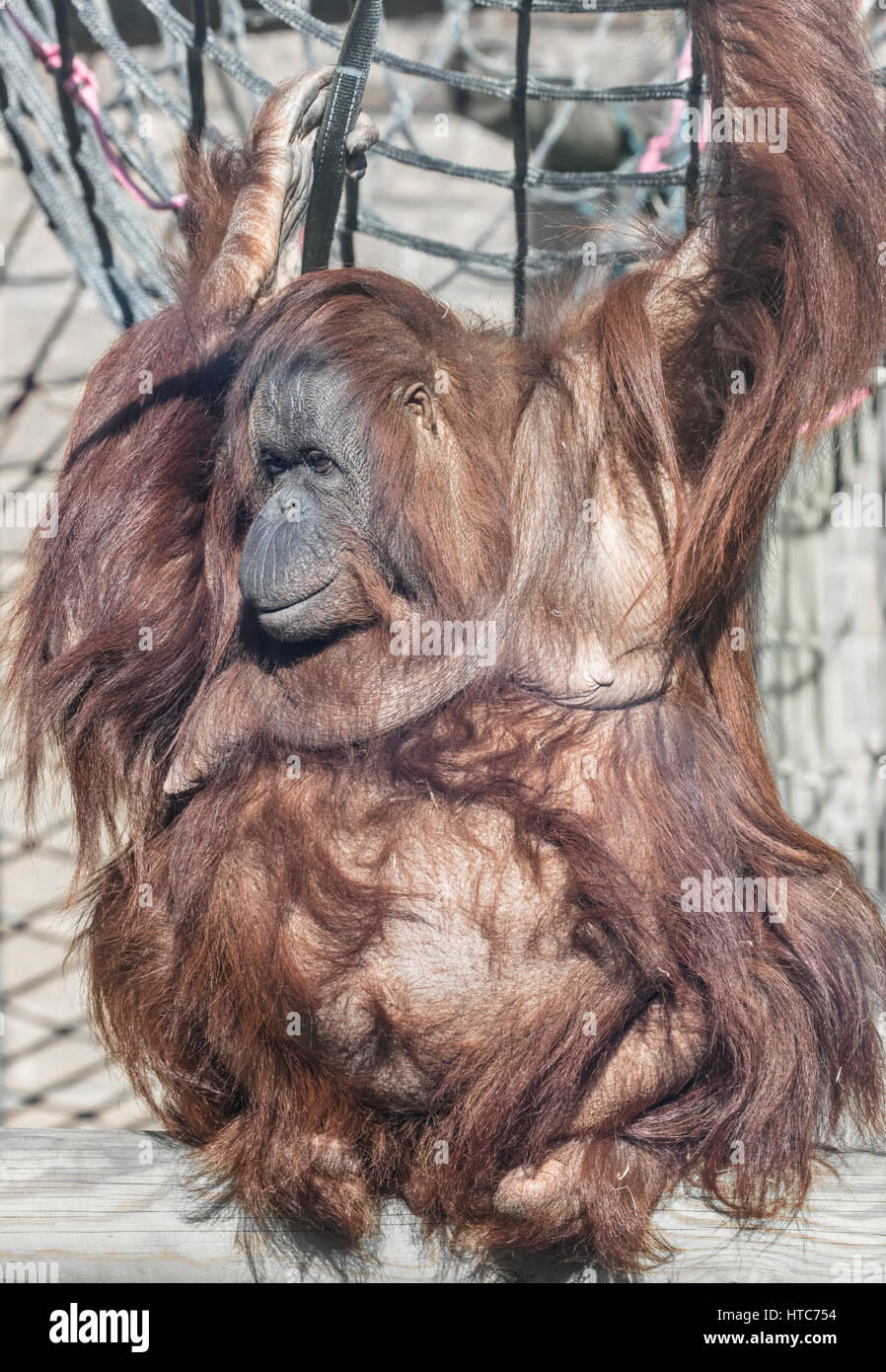 Orangutan, Tywcross Zoo, Leicestershire Foto Stock