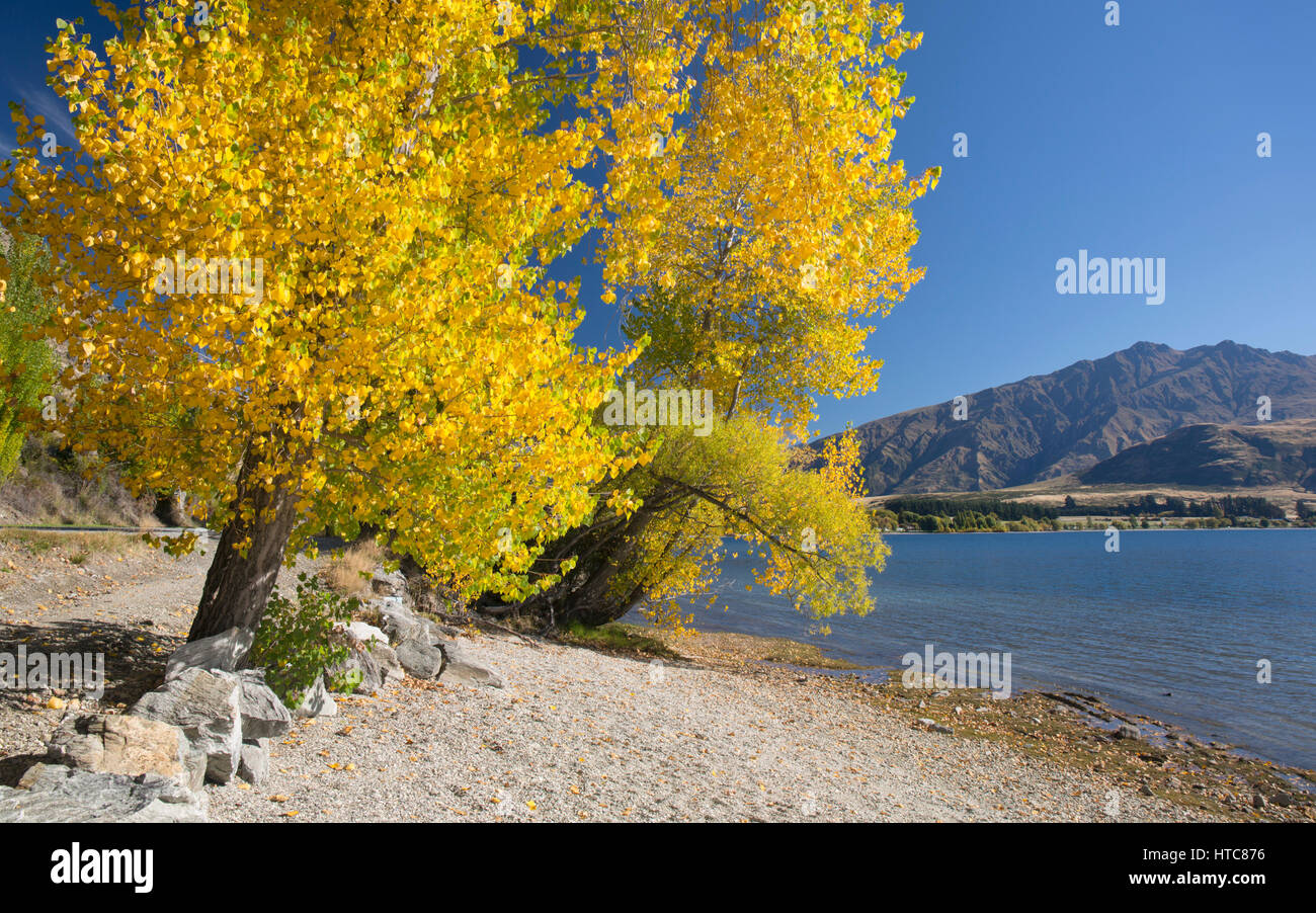 Wanaka, Otago, Nuova Zelanda. Pioppi crescono sulle rive del Lago Wanaka a Glendhu Bay, l'autunno. Foto Stock