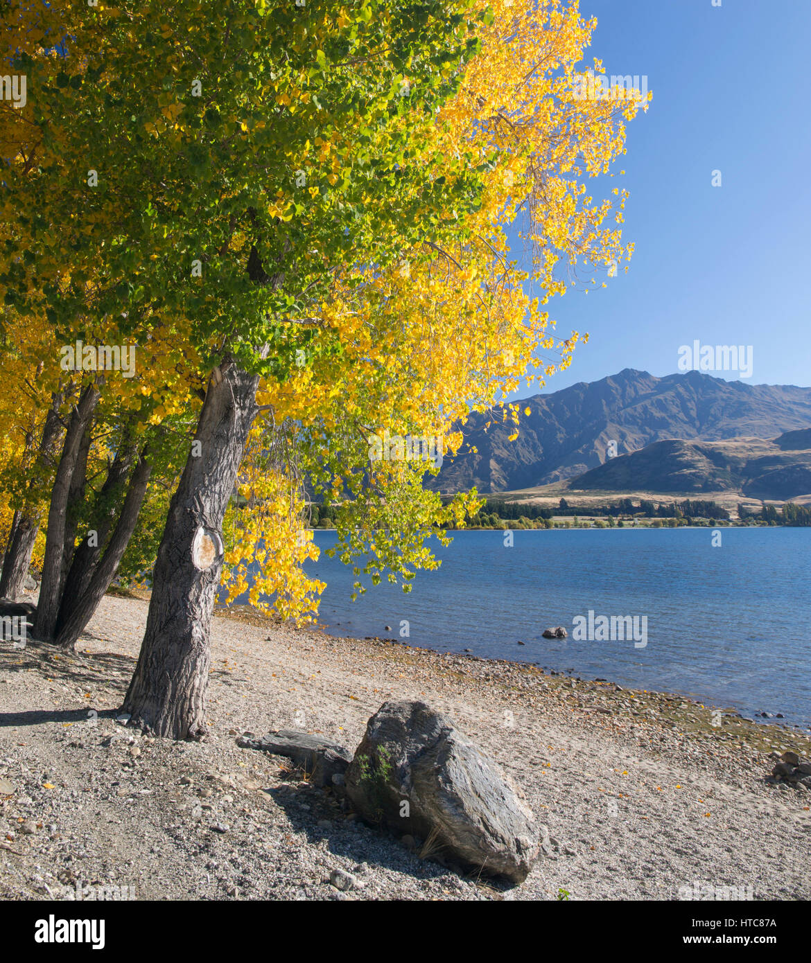 Wanaka, Otago, Nuova Zelanda. Pioppi crescono sulle rive del Lago Wanaka a Glendhu Bay, l'autunno. Foto Stock