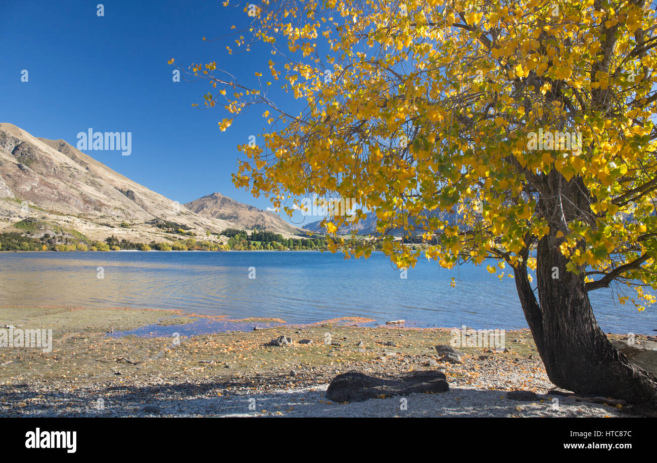 Wanaka, Otago, Nuova Zelanda. Panorama del Lago Wanaka da riva a Glendhu Bay, l'autunno. Foto Stock
