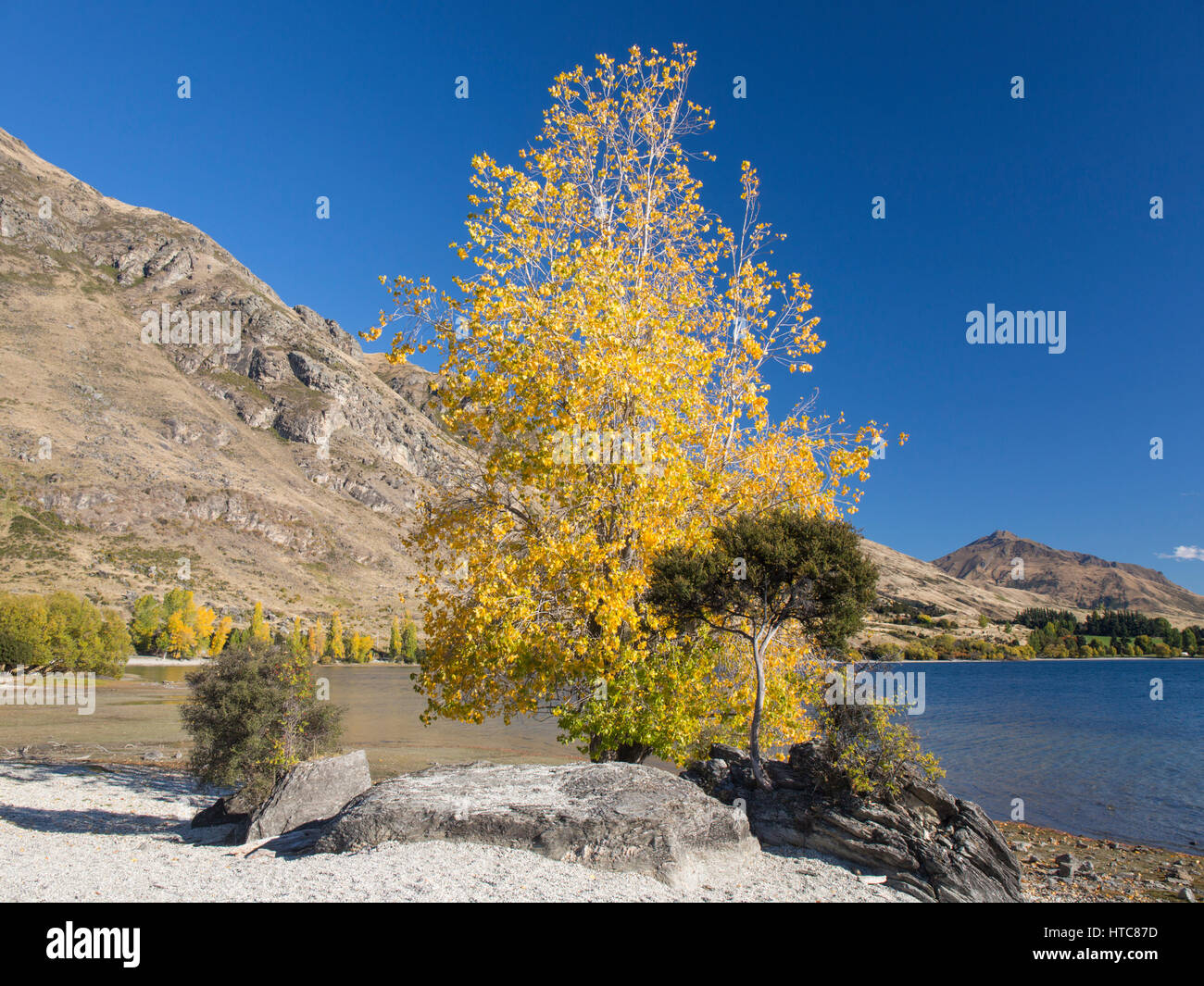 Wanaka, Otago, Nuova Zelanda. Il pioppo cresce sulla riva del Lago Wanaka a Glendhu Bay, l'autunno. Foto Stock
