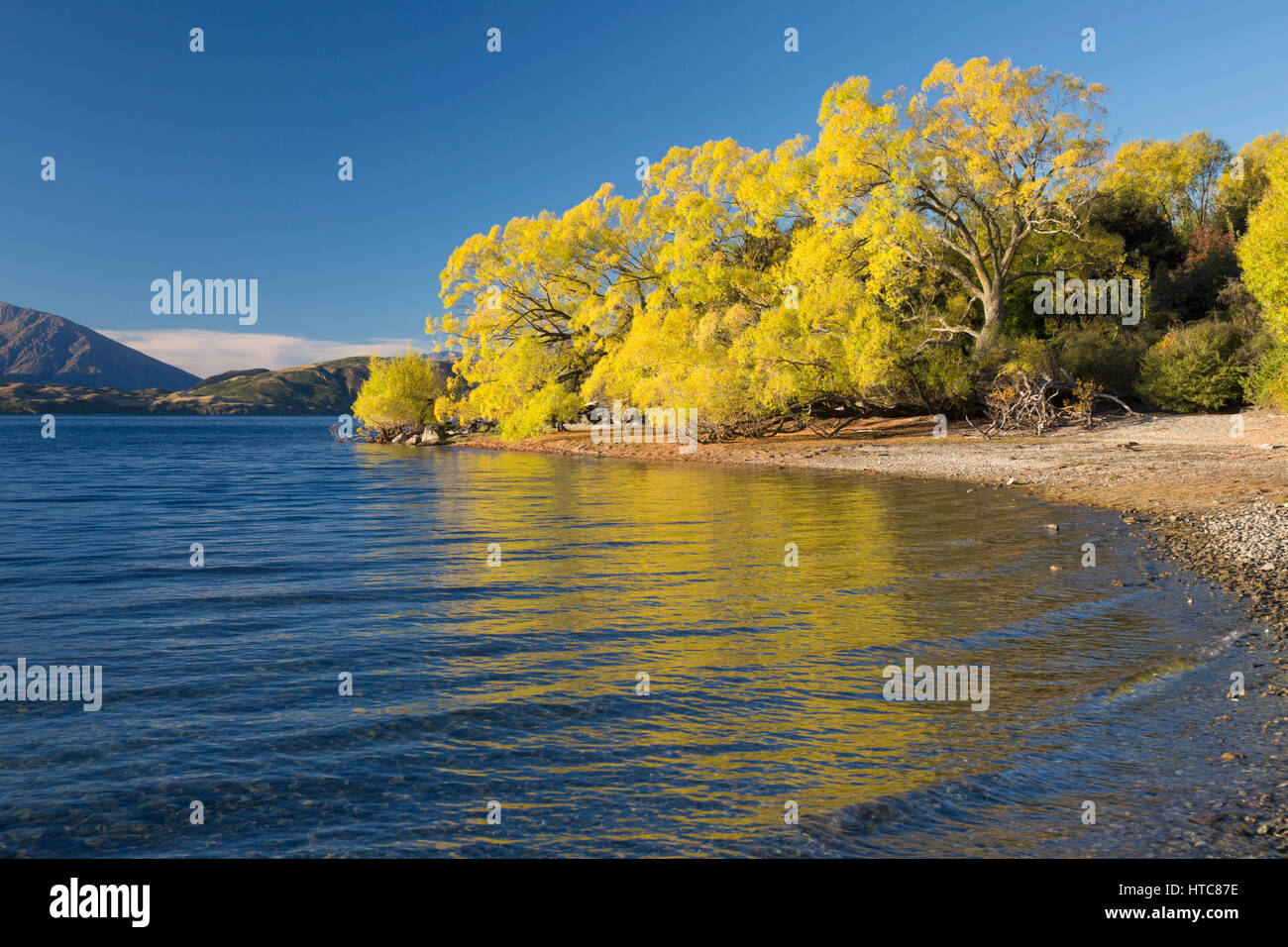 Wanaka, Otago, Nuova Zelanda. Vista sulla tranquilla baia Glendhu, autunno, golden salici riflessa nell'acqua. Foto Stock