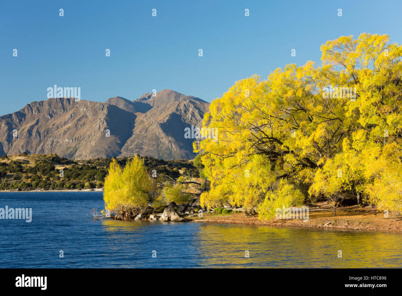 Wanaka, Otago, Nuova Zelanda. Vista sulla tranquilla baia Glendhu, autunno, golden salici riflessa nell'acqua. Foto Stock
