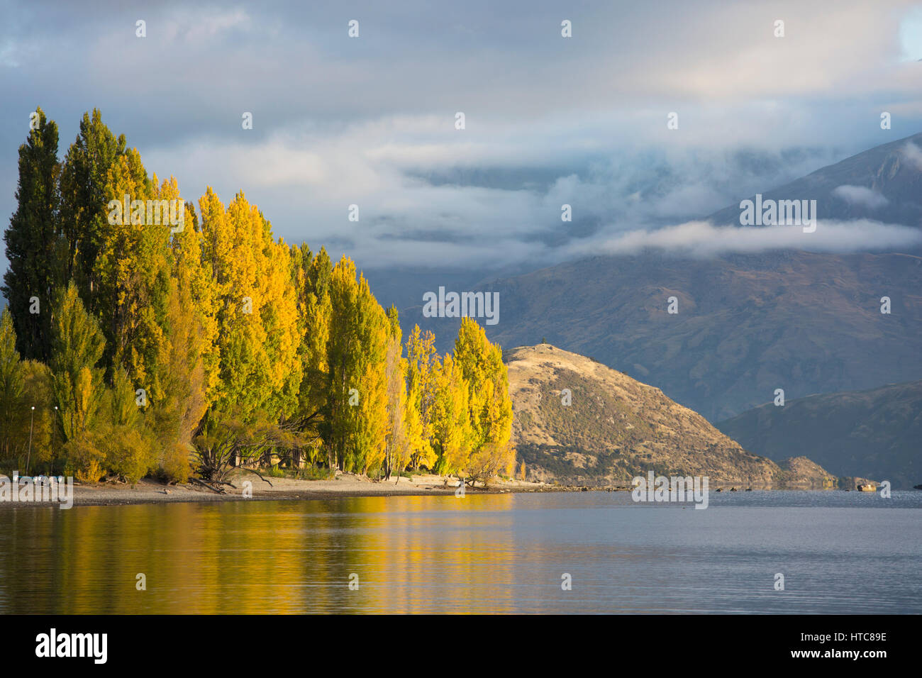 Wanaka, Otago, Nuova Zelanda. Vista su tutta la baia Roys, autunno, golden pioppi si riflette nelle tranquille acque del Lago Wanaka. Foto Stock