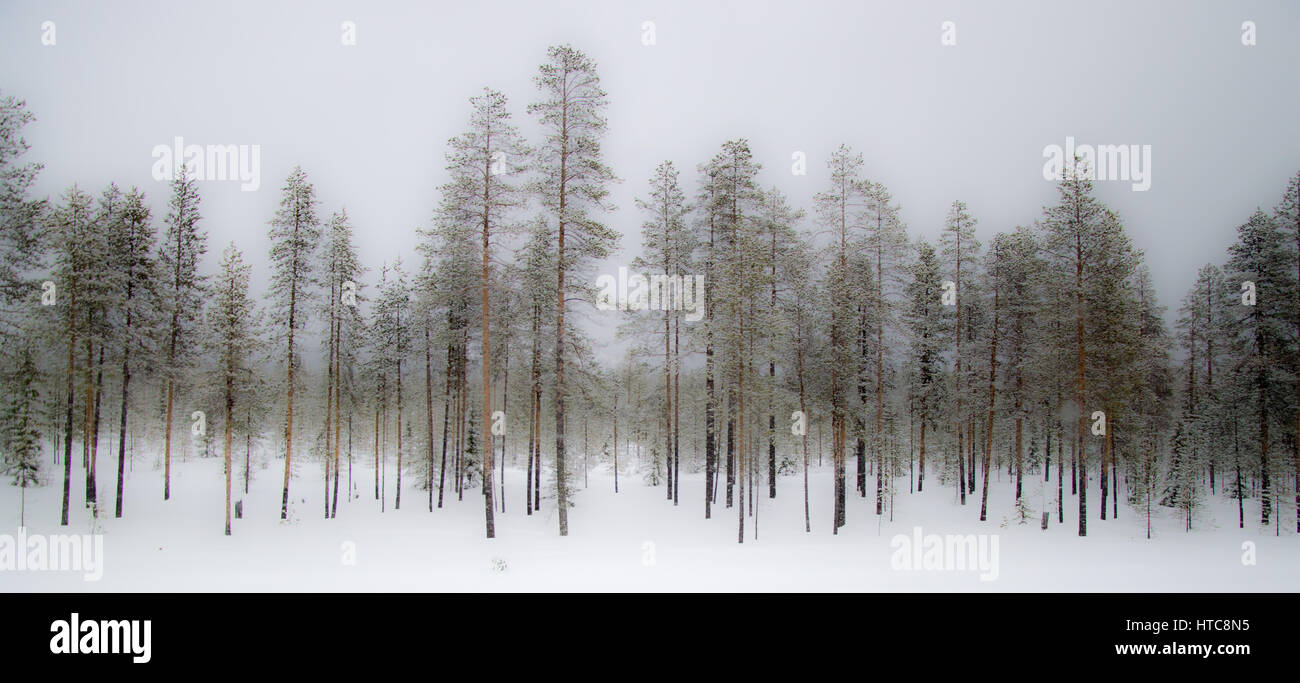 Dark misty settentrionale della foresta di inverno con neve sugli alberi e pavimento Foto Stock